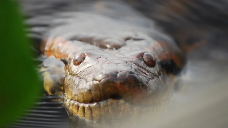 La Anaconda Verde: El Titán de la Selva Amazónica y el Descubrimiento de Nuevas Especies