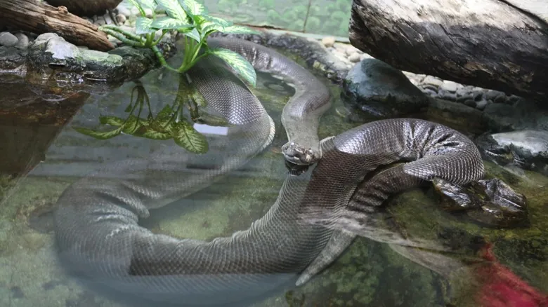 La Anaconda Verde: El Titán de la Selva Amazónica y el Descubrimiento de Nuevas Especies
