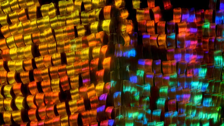 La Asombrosa Belleza Oculta: Alas de Mariposa Bajo el Microscopio