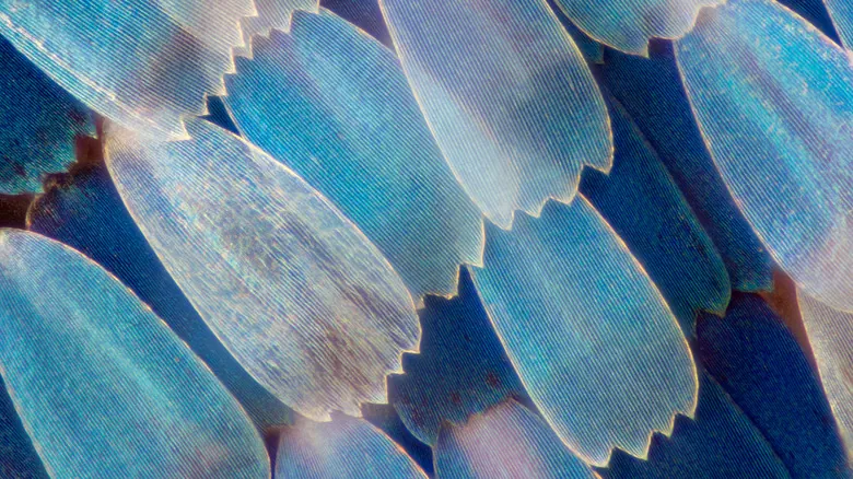 La Asombrosa Belleza Oculta: Alas de Mariposa Bajo el Microscopio