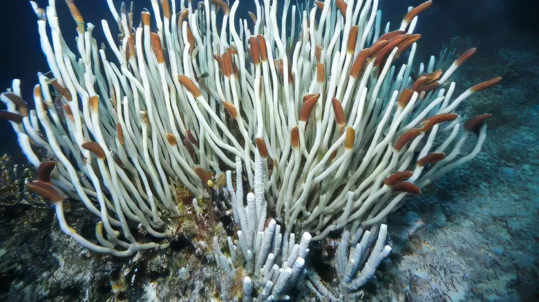 La Asombrosa Resiliencia de la Vida: Descubrimientos en los Ambientes Más Extremos de la Tierra