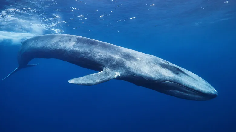 La Ballena Azul: El Gigante Oceánico Más Grande de la Tierra y sus Secretos