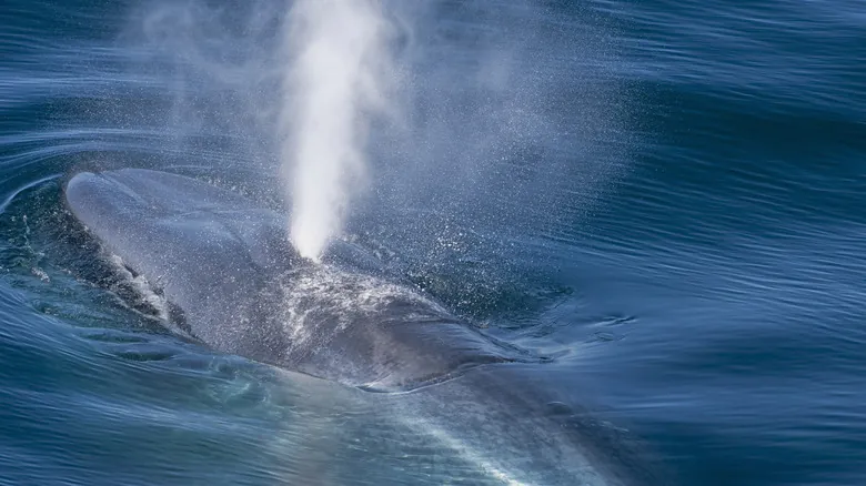 La Ballena Azul: El Gigante Oceánico Más Grande de la Tierra y sus Secretos