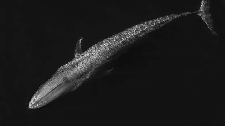 La Ballena Azul: El Gigante Oceánico Más Grande de la Tierra y sus Secretos