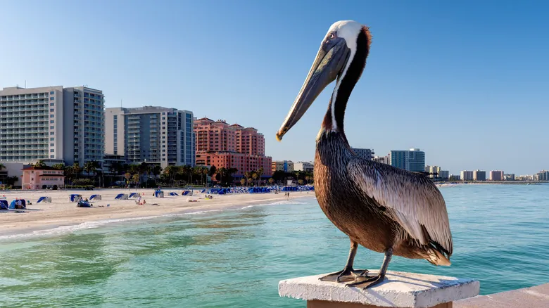 La Biodiversidad Amenazada de Florida: Guía Completa de Especies en Peligro