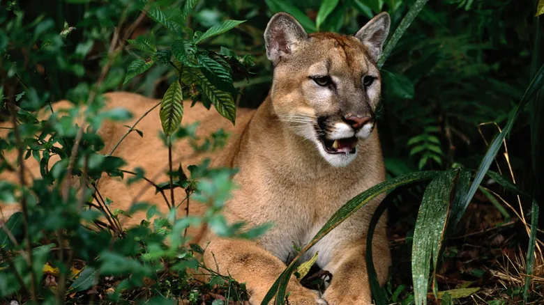 La Biodiversidad Amenazada de Florida: Guía Completa de Especies en Peligro