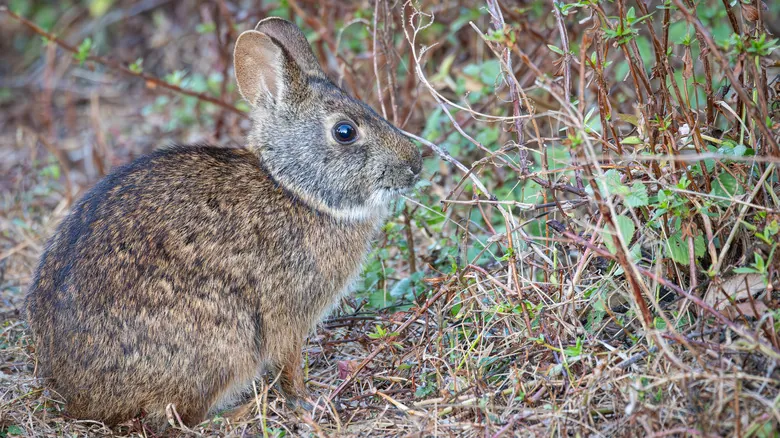 La Biodiversidad Amenazada de Florida: Guía Completa de Especies en Peligro