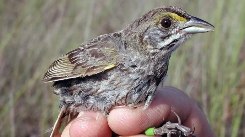 La Biodiversidad Amenazada de Florida: Guía Completa de Especies en Peligro