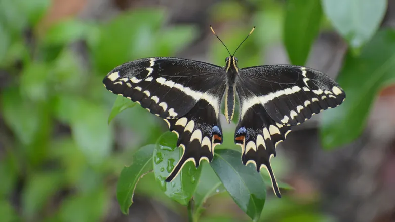 La Biodiversidad Amenazada de Florida: Guía Completa de Especies en Peligro