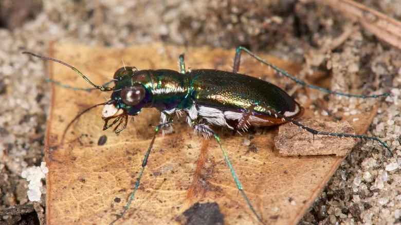 La Biodiversidad Amenazada de Florida: Guía Completa de Especies en Peligro