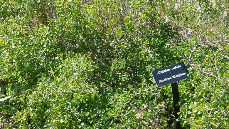 La Biodiversidad Amenazada de Florida: Guía Completa de Especies en Peligro