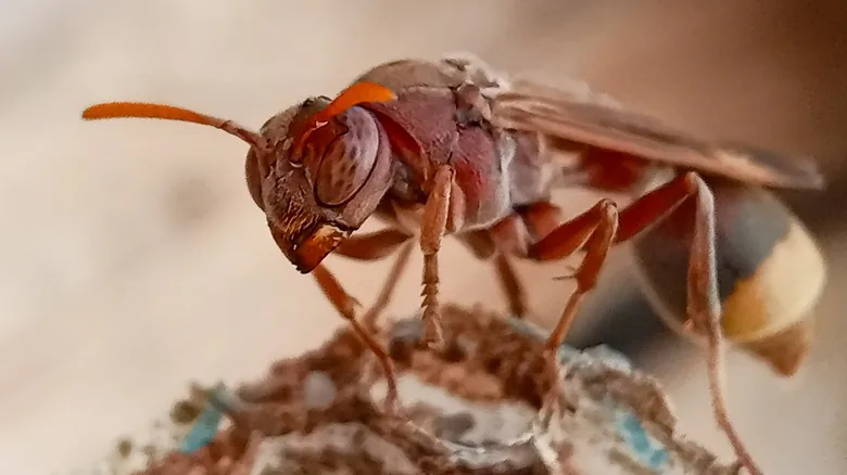 La Ciencia Detrás de la Inmunidad al Alcohol del Avispón Oriental: Un Camino Hacia Nuevos Tratamientos