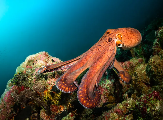 La especie dominante si la humanidad se extingue segun un cientifico