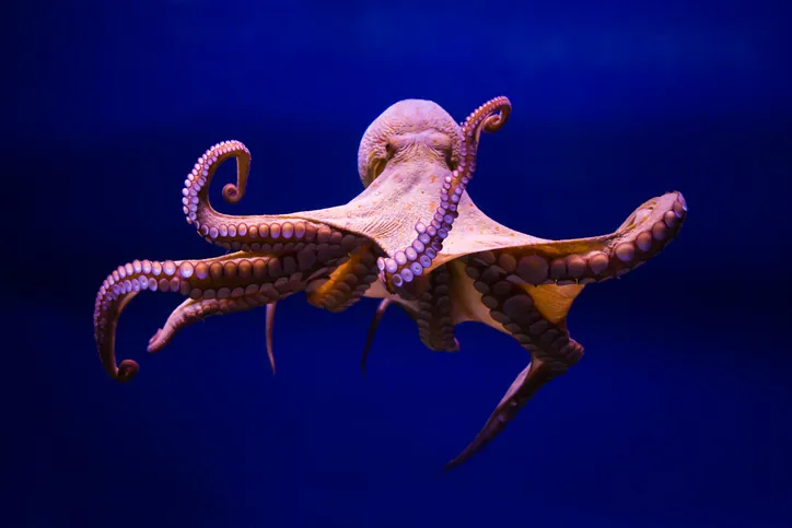 La especie dominante si la humanidad se extingue segun un cientifico