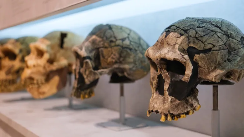 La Evolución al Descubierto: Desmitificando los Errores Más Comunes