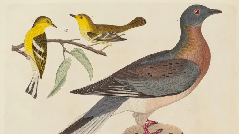 La Extinción de la Paloma Migratoria: Una Lección Crucial sobre el Impacto Humano y la Conservación