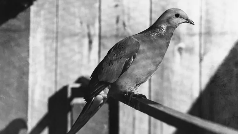 La Extinción de la Paloma Migratoria: Una Lección Crucial sobre el Impacto Humano y la Conservación