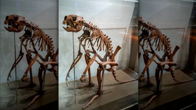 La Extinción de los Canguros Gigantes: Nuevas Perspectivas sobre el Impacto Humano en el Pleistoceno