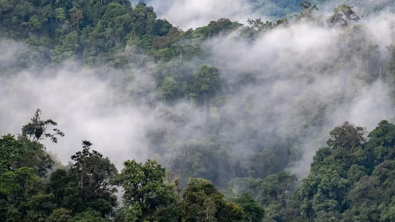 La Extinción Desmentida: El Asombroso Redescubrimiento de Flora Perdida en Bosques Nublados