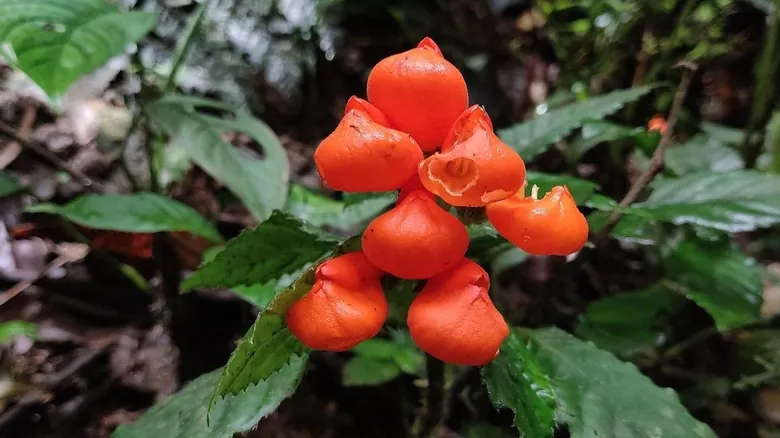 La Extinción Desmentida: El Asombroso Redescubrimiento de Flora "Perdida" en Bosques Nublados