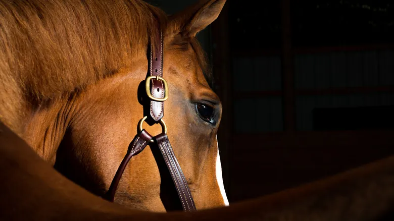 La Fascinante Historia de los Caballos en Norteamérica: De la Extinción al Resurgimiento