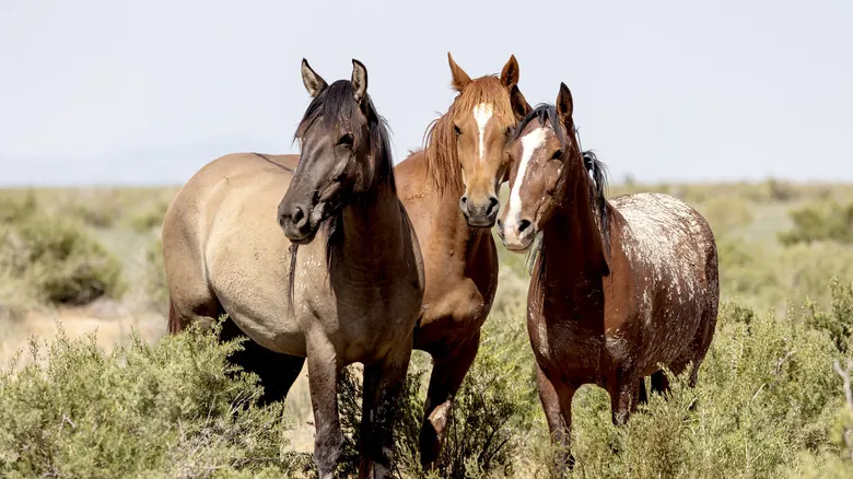 La Fascinante Historia de los Caballos en Norteamérica: De la Extinción al Resurgimiento