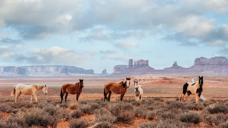 La Fascinante Historia de los Caballos en Norteamérica: De la Extinción al Resurgimiento