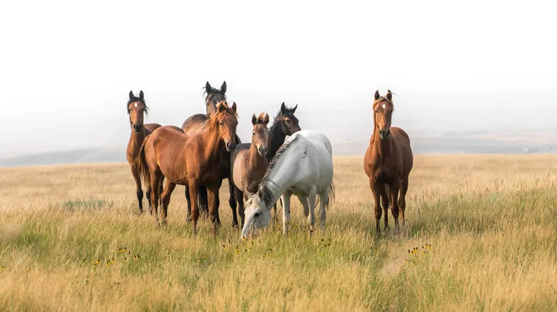 La Fascinante Historia de los Caballos en Norteamérica: De la Extinción al Resurgimiento