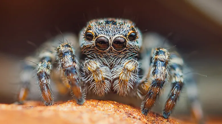 La Fascinante Visión de las Arañas: Ojos, Adaptaciones y Supervivencia en el Reino Animal