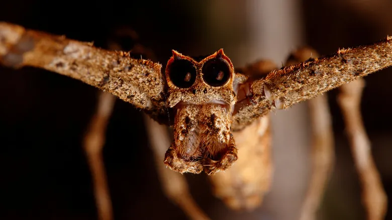 La Fascinante Visión de las Arañas: Ojos, Adaptaciones y Supervivencia en el Reino Animal