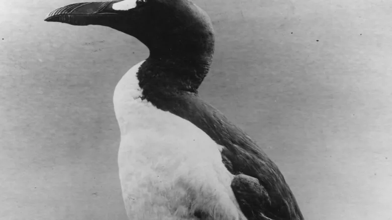 La Gran Alca: La Verdadera Historia de la Extinción Inducida por Humanos en el Atlántico Norte