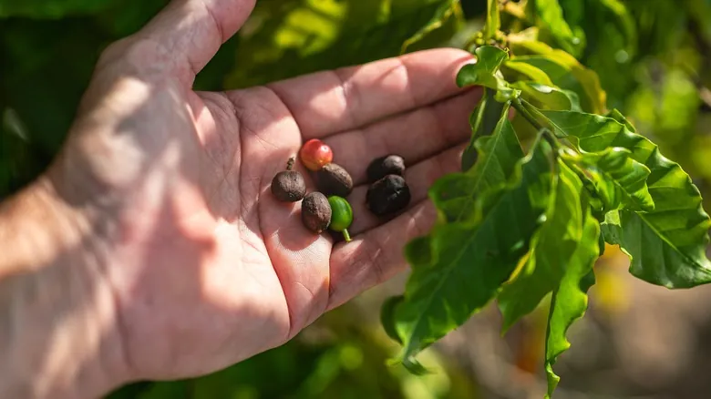 La Herradura, España: El Paraíso Tropical con la Única Plantación de Café de Europa