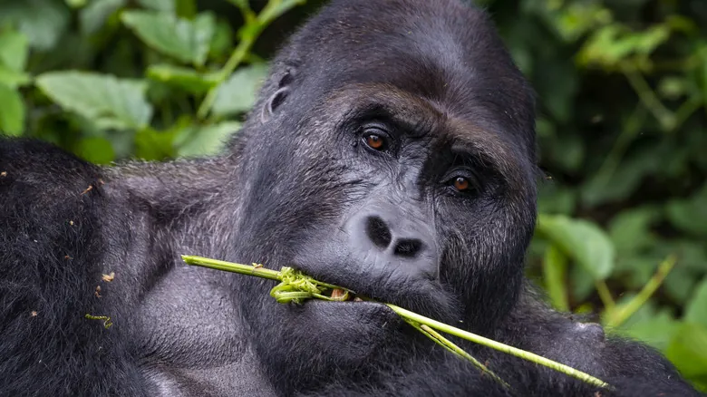 La Insuperable Fuerza de los Gorilas: Secretos de su Poder Natural y Dieta Vegetariana