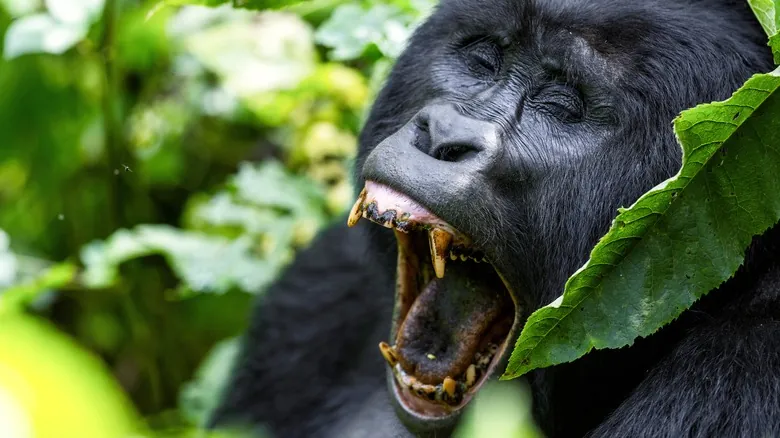 La Insuperable Fuerza de los Gorilas: Secretos de su Poder Natural y Dieta Vegetariana