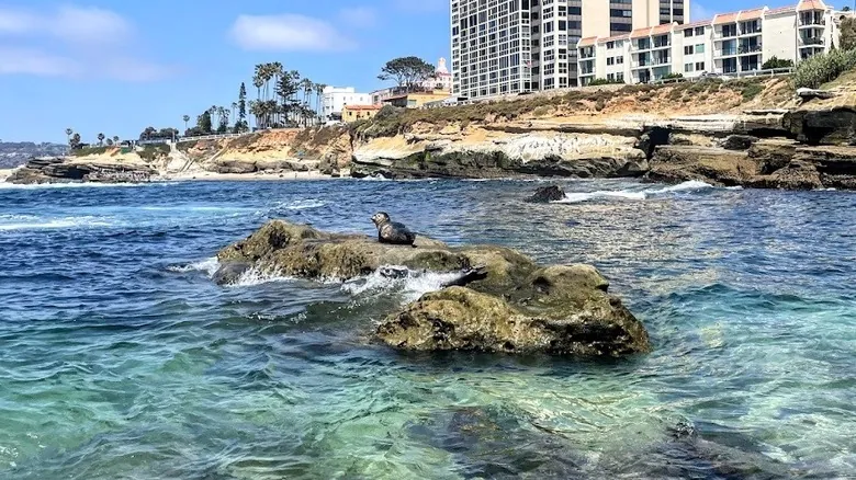 La Jolla: Un Paraíso Costero y Santuario Natural en San Diego