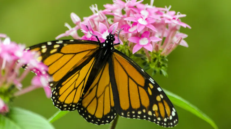 La Mariposa Monarca y el Algodoncillo: Una Alianza Evolutiva Crucial para la Supervivencia