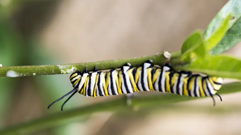 La Mariposa Monarca y el Algodoncillo: Una Alianza Evolutiva Crucial para la Supervivencia