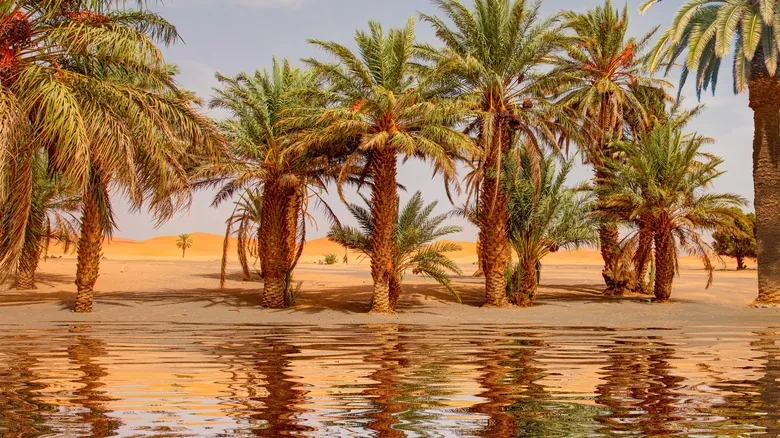 La Paradoja del Sahara: Lluvias, Inundaciones y el Impacto del Cambio Climático en el Desierto Más Grande