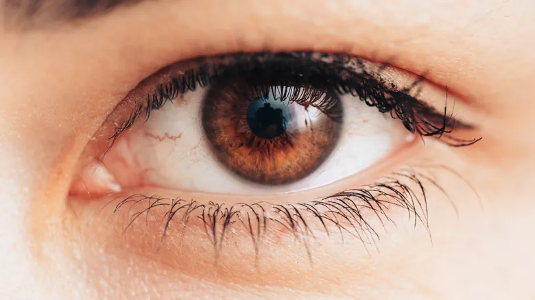La Plica Semilunaris: El Secreto Evolutivo de Nuestro Ojo y el Tercer Párpado Vestigial