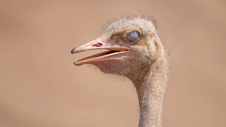 La Plica Semilunaris: El Secreto Evolutivo de Nuestro Ojo y el Tercer Párpado Vestigial