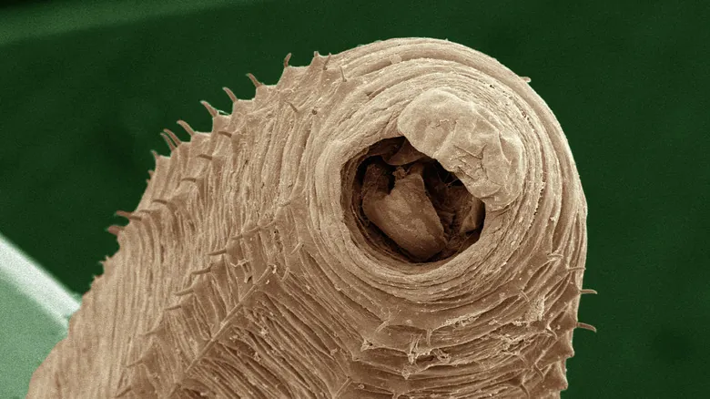 La Realidad Microscópica: ¿Qué Revelan las Lombrices de Tierra Bajo el Microscopio?