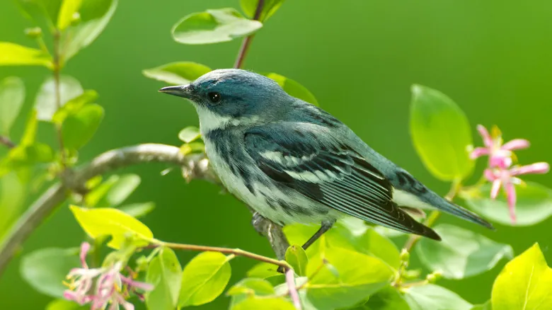 La Reinita Cerúlea: Historia, Migración y Conservación de un Pájaro Cantor Emblemático