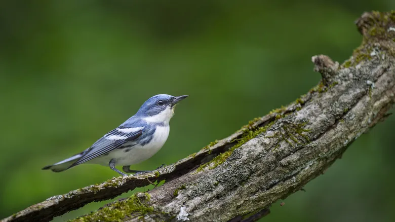 La Reinita Cerúlea: Historia, Migración y Conservación de un Pájaro Cantor Emblemático