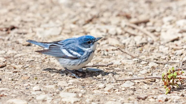 La Reinita Cerúlea: Historia, Migración y Conservación de un Pájaro Cantor Emblemático