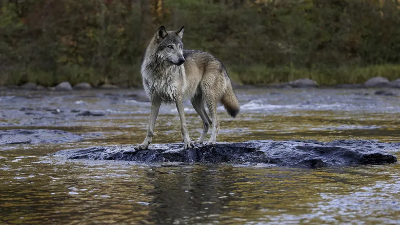 La Restauración Ecológica de Yellowstone: El Impacto Transformador del Regreso de los Lobos Grises