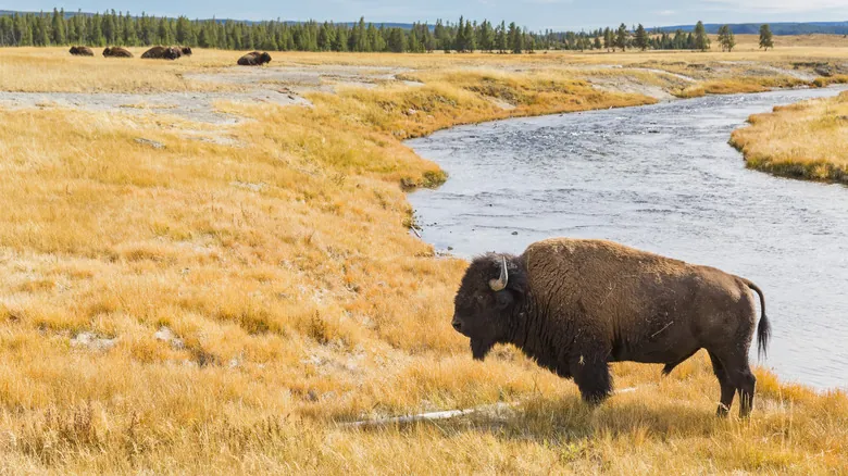 La Restauración Ecológica de Yellowstone: El Impacto Transformador del Regreso de los Lobos Grises