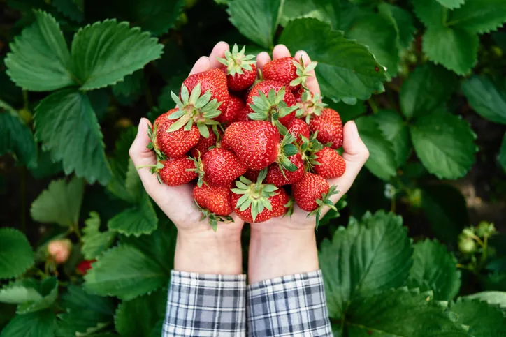 La Sorprendente Verdad de las Fresas: ¿Son Frutas?