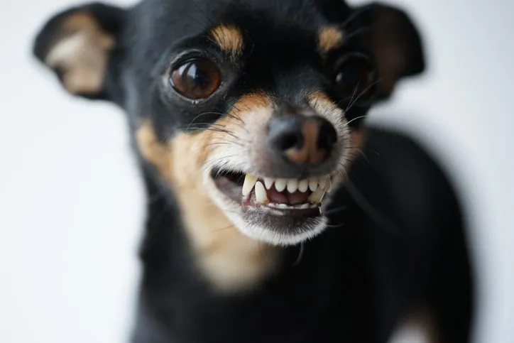 La Verdad Detrás de la Ansiedad Canina: ¿Por Qué los Perros Pequeños Son Más Nerviosos?