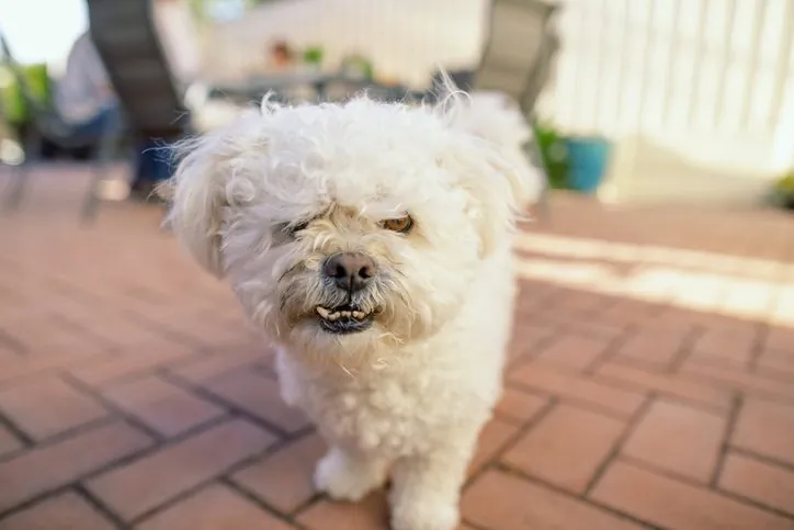 La Verdad Detrás de la Ansiedad Canina: ¿Por Qué los Perros Pequeños Son Más Nerviosos?