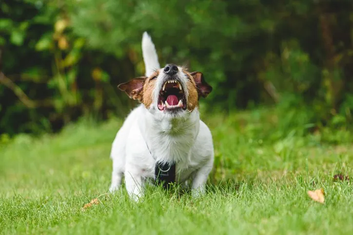 La Verdad Detrás de la Ansiedad Canina: ¿Por Qué los Perros Pequeños Son Más Nerviosos?